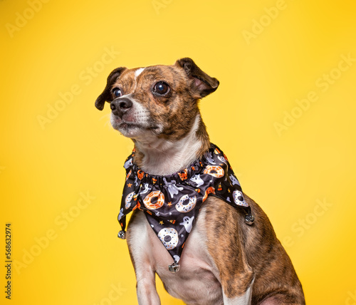 studio shot of a cute dog on an isolated background