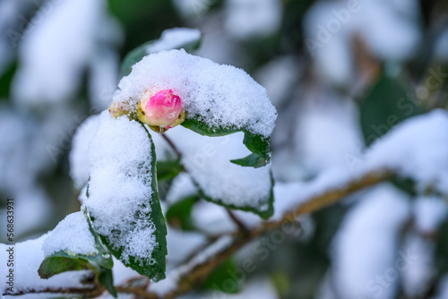 Frozen winter blooming pink camellia flower bud on a bush covered in snow
