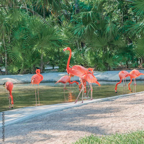 Flamingos in captivity close up