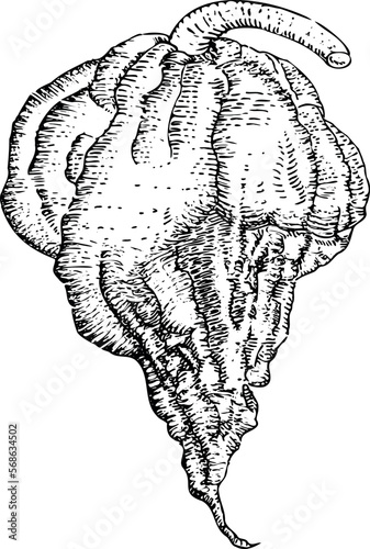 Carolina reaper chili engraving illustration. Vintage chili pepper etching ink drawing.