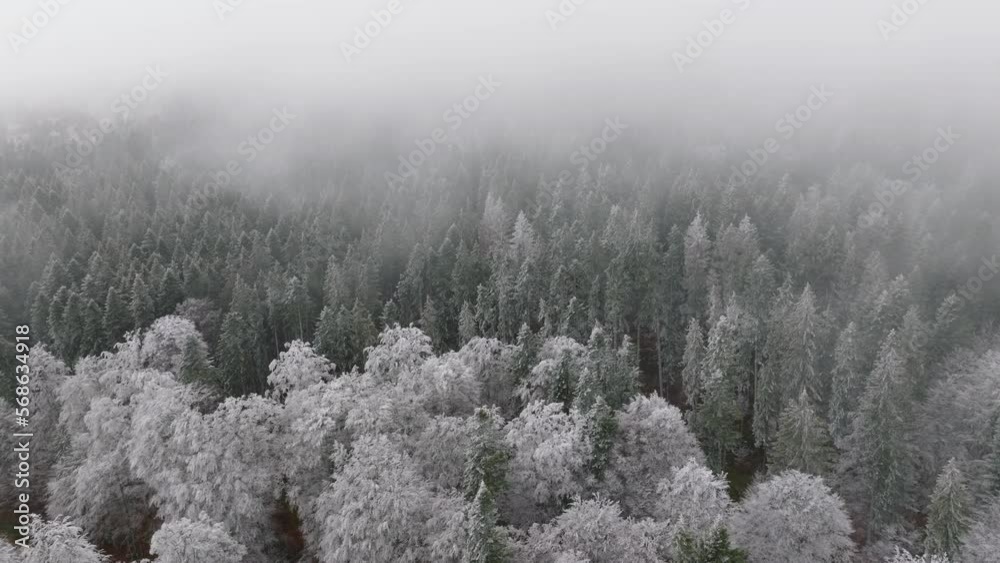 Clouds and fog moving Static Shot Of Snowy Scene Of Green Forest In Bucegi Mountains, Romania Clouds and fog moving Static Shot Of Snowy Scene Of Green Forest In Bucegi Mountains, Romania