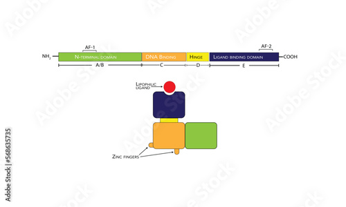 Nuclear receptor structure