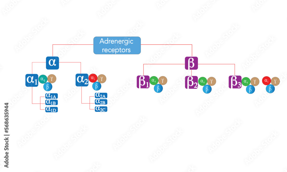 Adrenergic receptor [types]