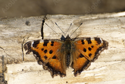 Butterfly Large Tortoiseshell Nymphalis polychloros sits on an old log. Moscow region. Russia