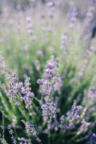 Wild lavender flowers in the rays of sunset.  Closeup summer background. Selective focus