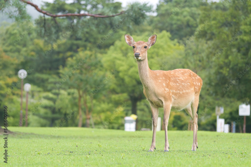 Deer in a meadow in Nara Park