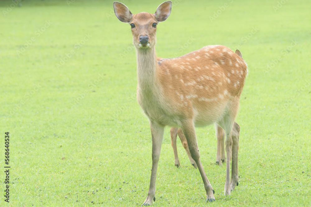Deer in a meadow in Nara Park