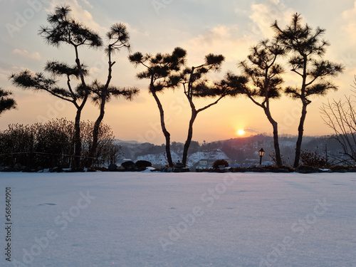 Pine tree and sunset background. © binimin