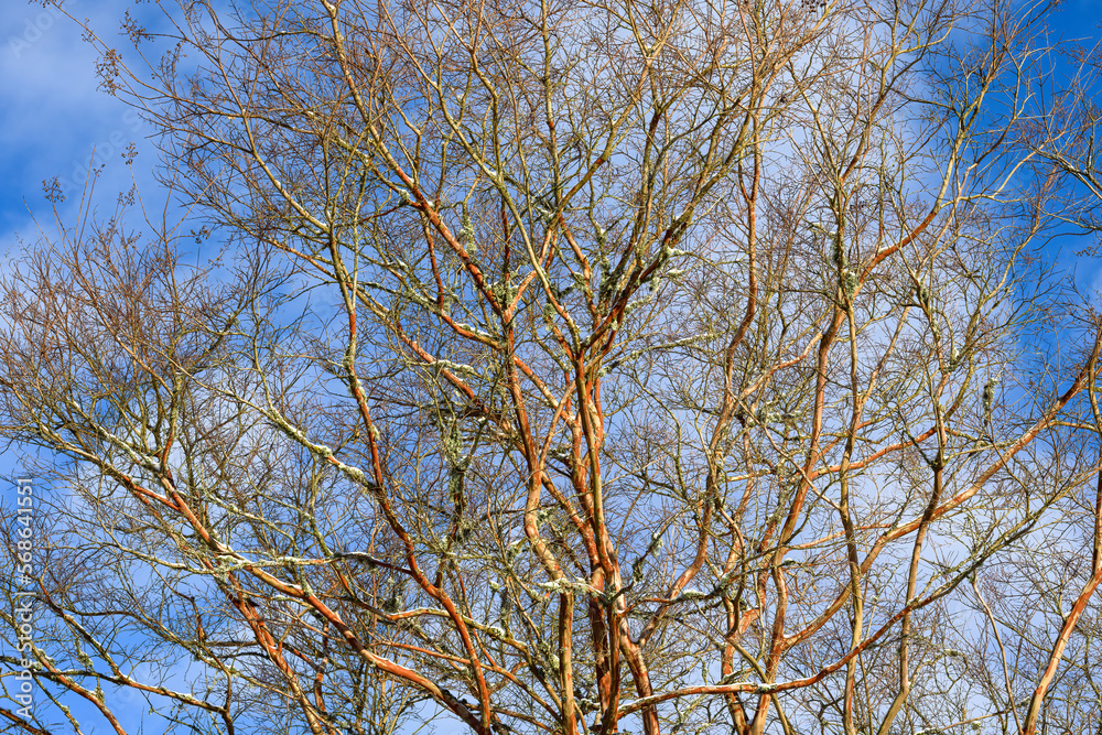Pattern and texture in nature in the branches of a Paperbark Maple tree against a sunny blue sky with white wispy clouds
Pattern and texture in nature in the branches of a Paperbark Maple tree against a sunny blue sky with white wispy clouds