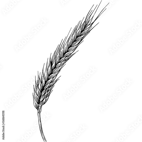 Hand drawn Wheat Ears Sketch Illustration