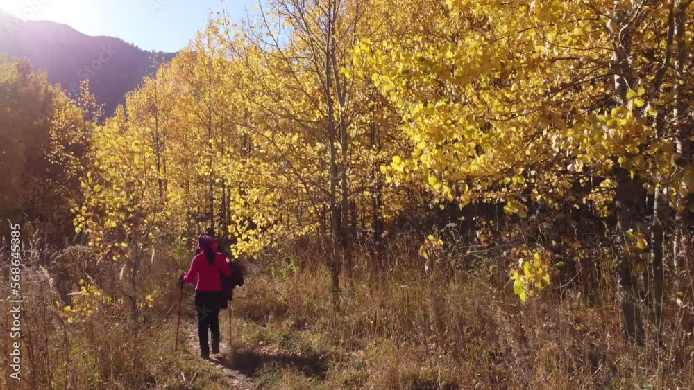 walk in the autumn forest, birch grove, autumn, landscape walk in the autumn forest, birch grove, autumn, landscape