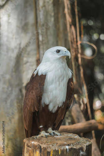 Elang Bondol or Haliastur indus, is the mascot of Jakarta, Indonesia. They are aves class and Accipitridae family photo