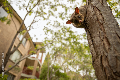 Late-day snack - Famished and awoken by the loud urban daytime activity, a Brush-tailed Possum descends from its resting tree in search of a late-day snack.