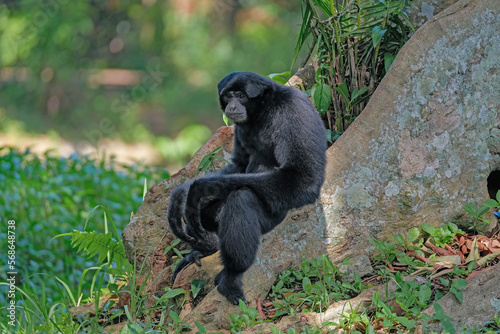 siamang at zoo