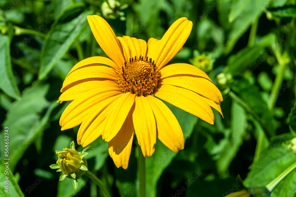 Fine wild growing flower aster false sunflower on background meadow Fine wild growing flower aster false sunflower on background meadow