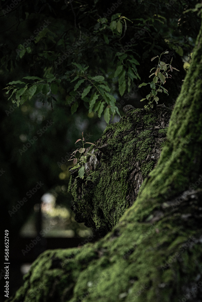 Fototapeta premium tree in the woods