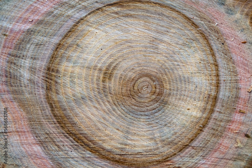 Fototapeta premium Beautiful wooden fracture old oak, natural texture close up