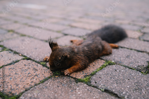 Totes Eichhörnchen liegt auf dem Boden (ID: 568653769)