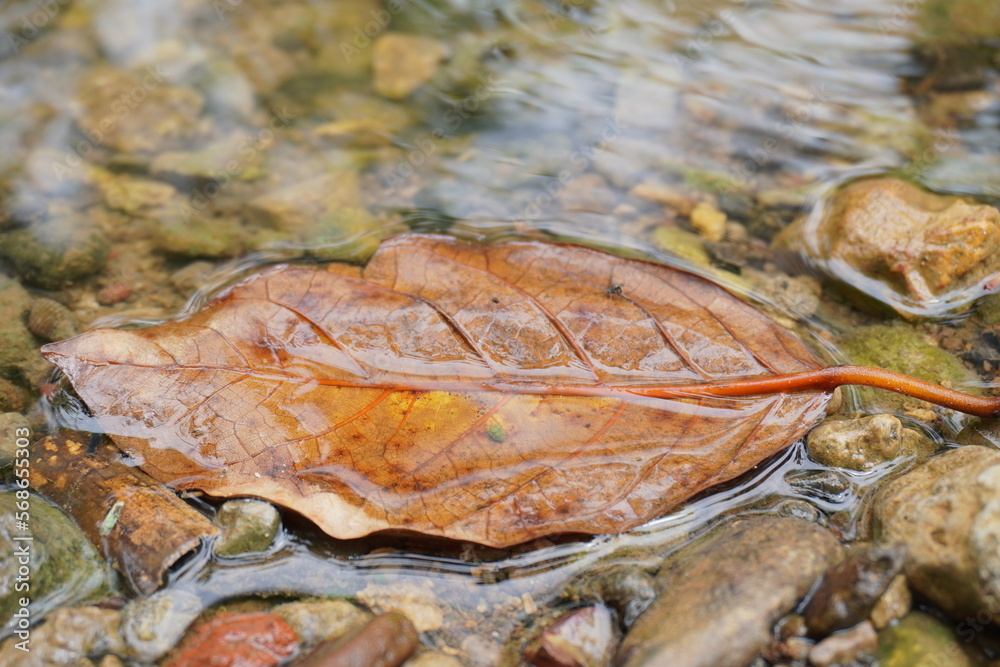 abstract background of a dried leaf trapped between water and river rocks abstract background of a dried leaf trapped between water and river rocks