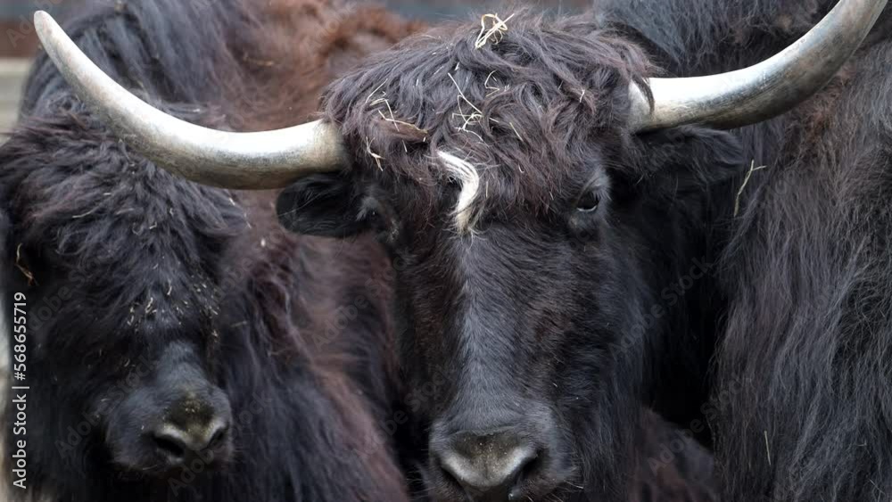 Medium closeup of a buffalo's face with an oxpecker in its nose, Kruger National Park. 
