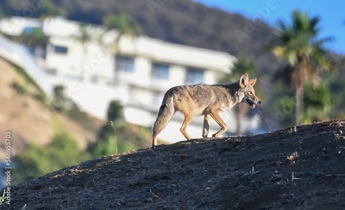 Urban Coyote on the prowl in Los Angeles Ca. 