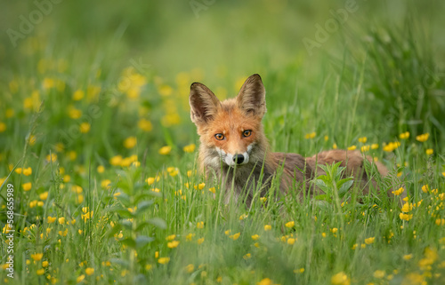 Fox ( Vulpes vulpes ) sitting in the grass