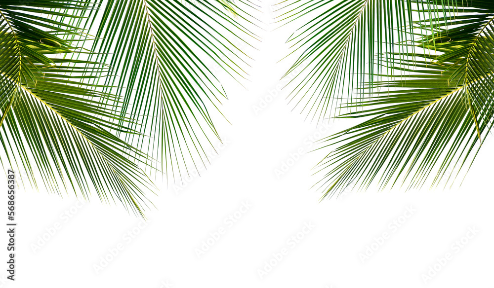 Coconut palm leaves isolated on white background