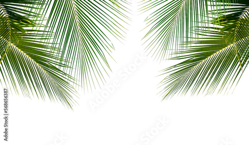 Coconut palm leaves isolated on white background © boonsom