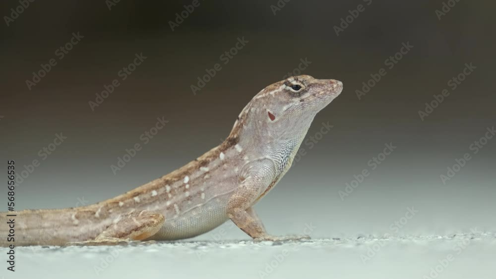 Macro closeup of blown alone lizard warming on summer sun. Anolis sagrei small reptile in native to Florida USA Macro closeup of blown alone lizard warming on summer sun. Anolis sagrei small reptile in native to Florida USA