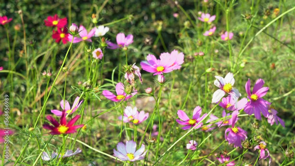 Some garden cosmos blooming beautifully in the morning light in Chiang Mai Thailand. Some garden cosmos blooming beautifully in the morning light in Chiang Mai Thailand.