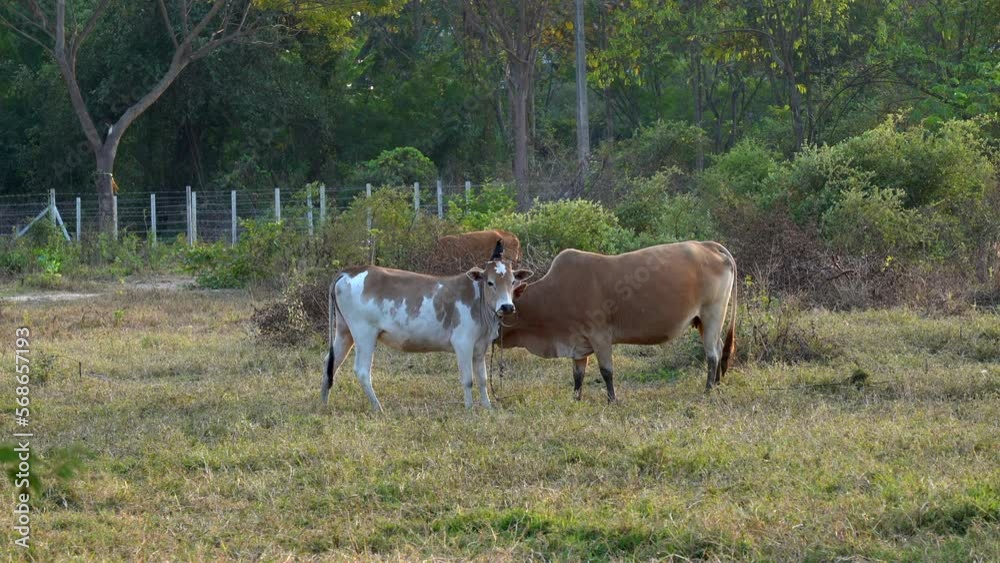 Some cows tied in the pasture enjoying the golden hour of the evening as the sun is setting. Some cows tied in the pasture enjoying the golden hour of the evening as the sun is setting.