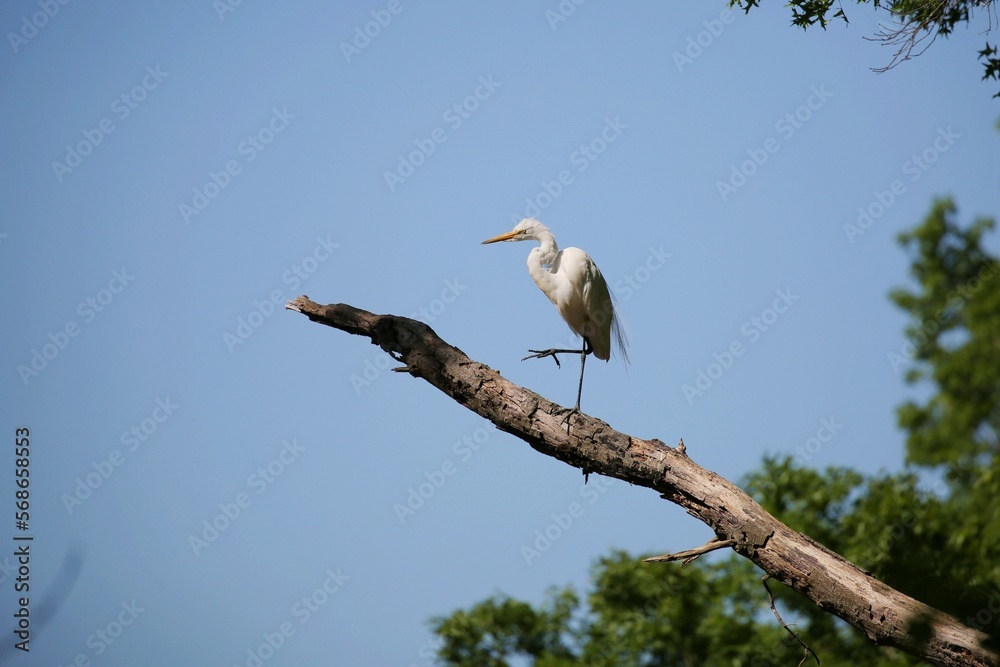 great egret standing on a tree branch at Bombay Hook national wildlife refuge, Delaware great egret standing on a tree branch at Bombay Hook national wildlife refuge, Delaware
