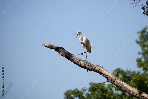 great egret standing on a tree branch at Bombay Hook national wildlife refuge, Delaware