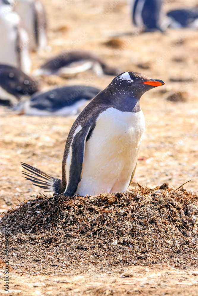 Naklejka premium Volunteer Point, Falkland Islands, UK