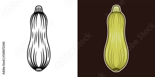 Zucchini or squash plant vector colored illustration in two styles black on white and colored on dark background