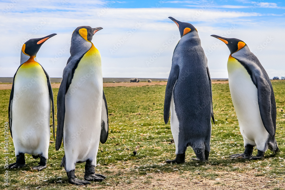 Fototapeta premium Volunteer Point, Falkland Islands, UK