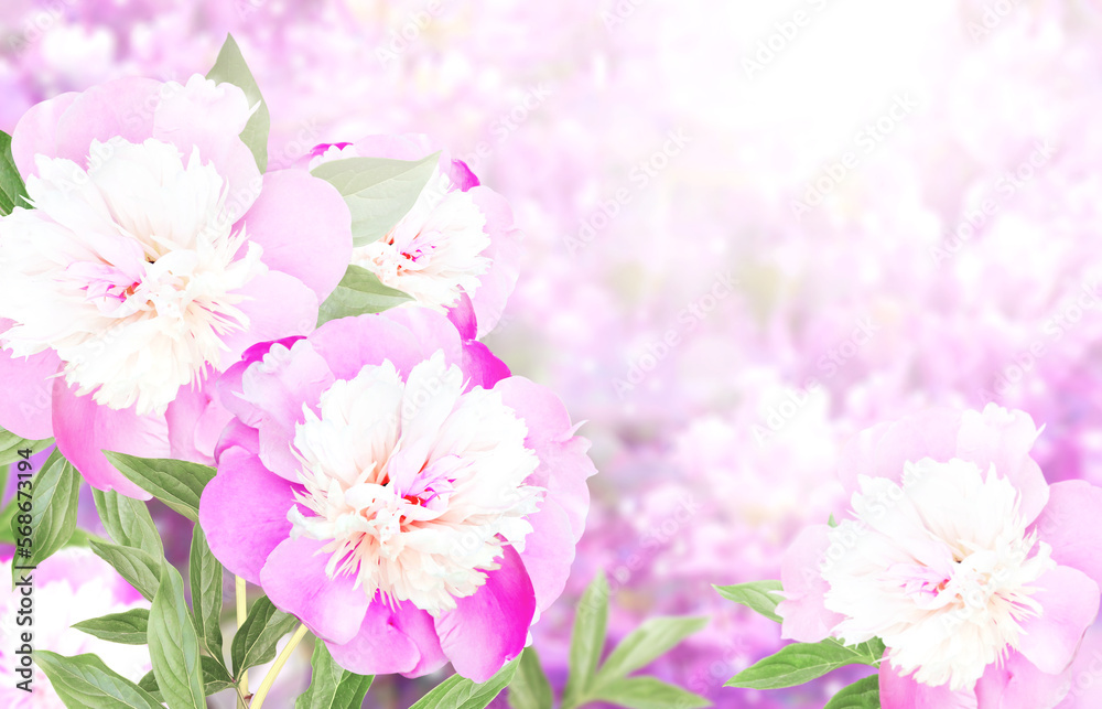 Branch of peony (Paeonia) on sunny beautiful nature spring background. Summer scene with twig of Paeoniaceae with flowers of pink color Branch of peony (Paeonia) on sunny beautiful nature spring background. Summer scene with twig of Paeoniaceae with flowers of pink color