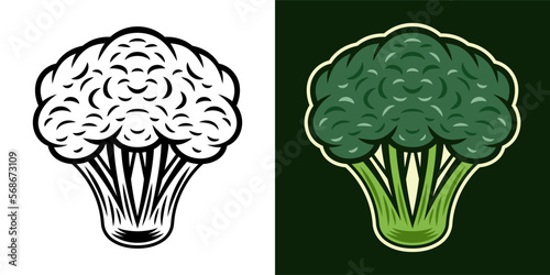 Fototapeta Naklejka Na Ścianę i Meble -  Broccoli vector colored illustration in two styles black on white and colored on dark background