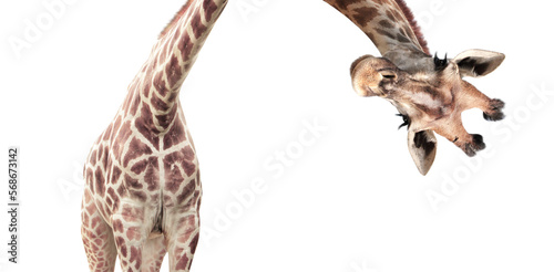 Giraffe face head hanging upside down. Curious gute giraffe peeks from above. Isolated on white photo