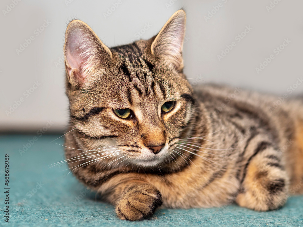 Tabby cat with relaxed expression on his face. Home pet portrait.