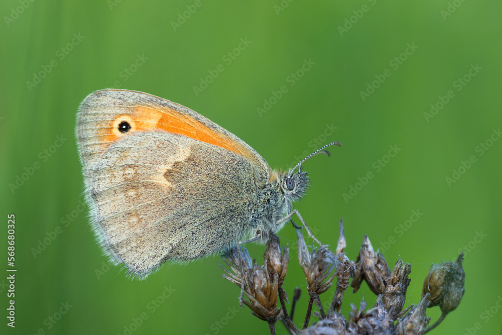 butterfly on leaf butterfly on leaf