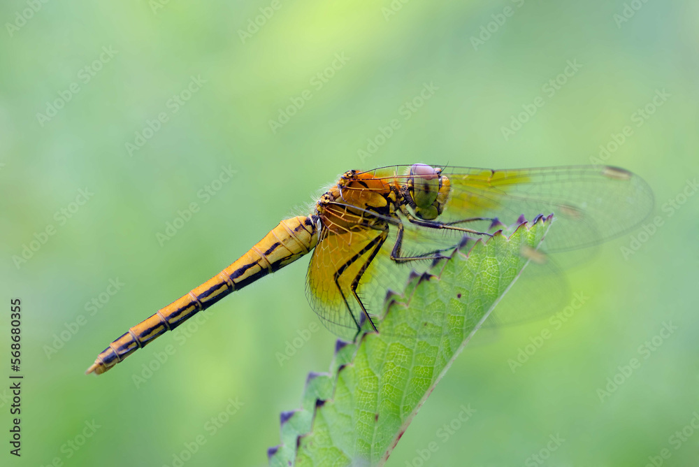 close up of a dragonfly close up of a dragonfly