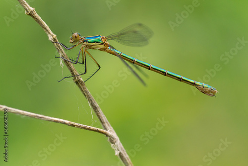 blue dragonfly on a green leaf