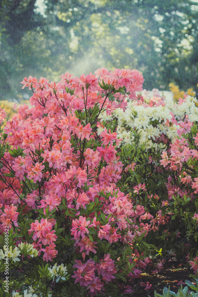 Close up rhododendron bushes concept photo. White and pink flower clusters. Front view photography with blurred background. High quality picture for wallpaper, travel blog, magazine, article