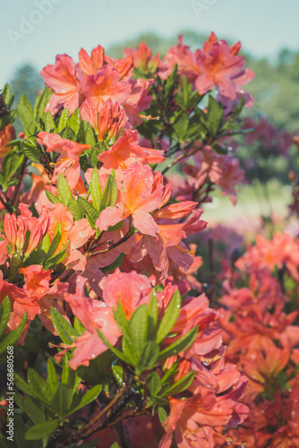 Close up rhododendron flowers under bright sunlight concept photo. Azaleas on yard. Front view photography with blurred background. High quality picture for wallpaper  travel blog  magazine  article