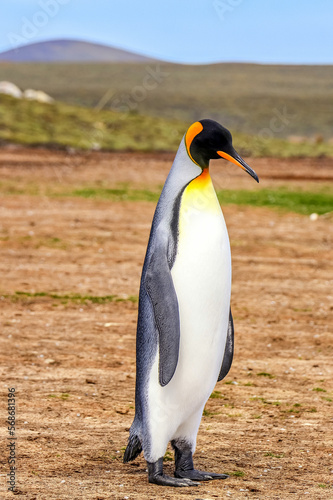 Volunteer Point, Falkland Islands, UK