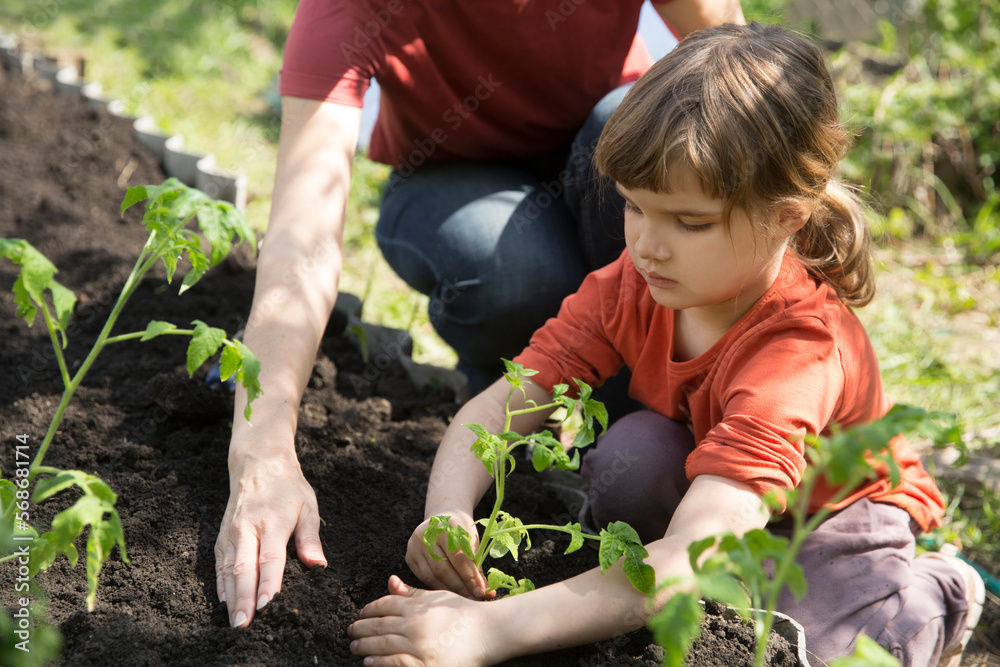 Fototapeta premium enjoy the little things. favorite family hobby. Mom and child daughter planting seedling In ground in garden. Kid helps in the home garden. slow life. Eco-friendly