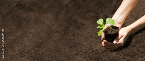 Concept of Earth day, organic gardening, ecology. spend free time do favourite hobby. life concept. women's hands holding a seedling planted in the soil and blurred backgrounds. growing plants. banner