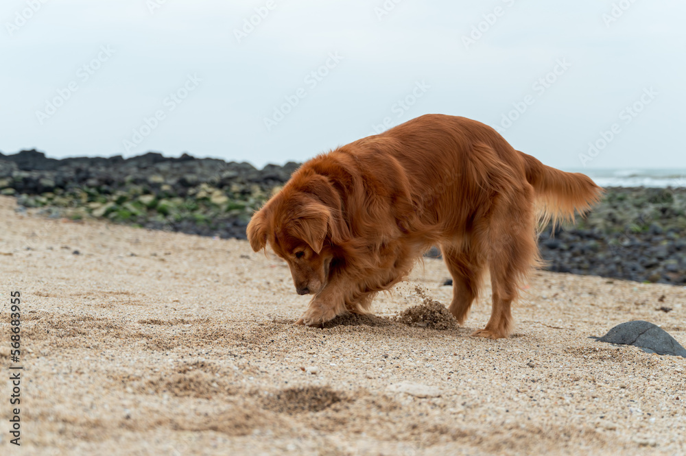 Golden retriever digs a hole in the sand Golden retriever digs a hole in the sand