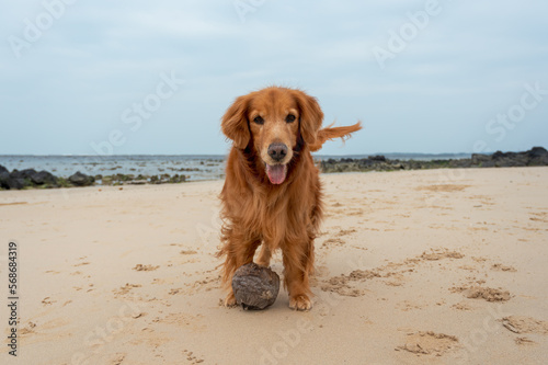 Golden retriever playing on the beach